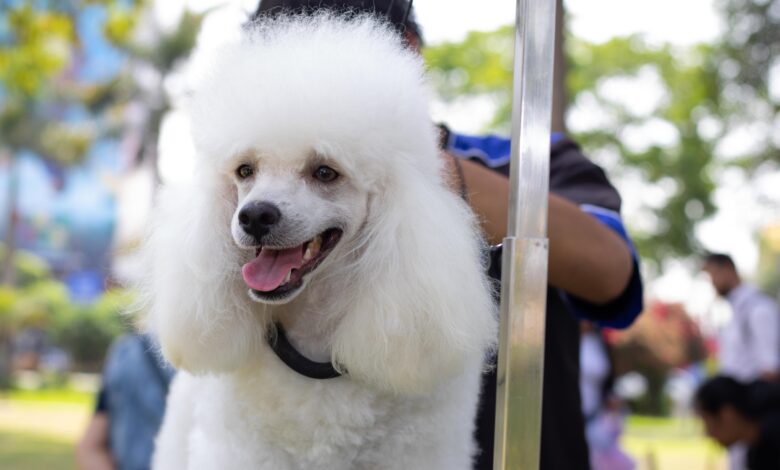 ¿Buscando planes para el fin de semana?: Disfruta con la familia y las mascotas del Pet Fest