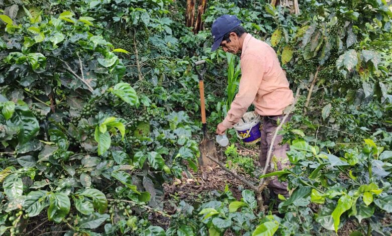 Más de 100 familias de Lalaquiz mejoran la calidad de sus cultivos de café