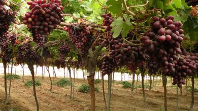 Envíos regionales inician el 2023 en rojo