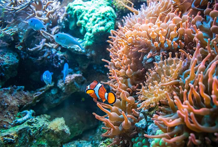 Día de la Tierra: Proyecto artístico busca devolverle la vida a los arrecifes de coral a través del uso de Inteligencia Artificial