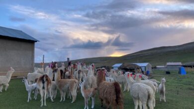 Midagri: Agro Rural entregó más de 900 kits veterinarios en nueve distritos de la Región Pasco para proteger a ovinos y camélidos