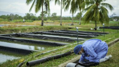 Sanipes presentó resultados de investigación ante organismos mundiales de sanidad animal y acuicultura