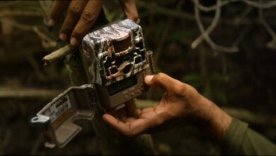 Por primera vez, el sistema basado en IA permite al equipo de conservación identificar 5 jaguares en la reserva de humedales en Dzilam, Yucatán, México