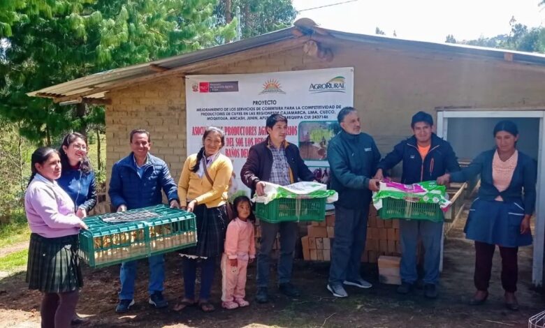 Midagri: Familias agropecuarias de Cajamarca recibieron módulos reproductores de Agro Rural para continuar con la crianza de cuyes
