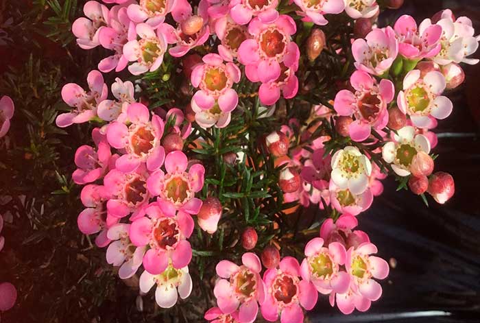 envíos de flores peruanas al exterior crecieron 12% en el primer trimestre