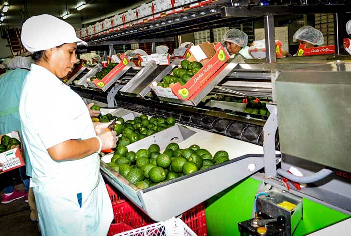 tendencias mundiales avizoran un escenario alentador para las agroexportaciones peruanas