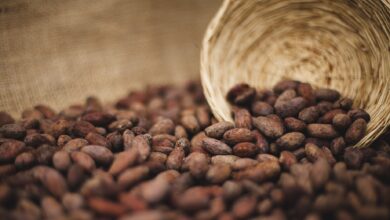 Buscan el despegue de las exportaciones de la selva