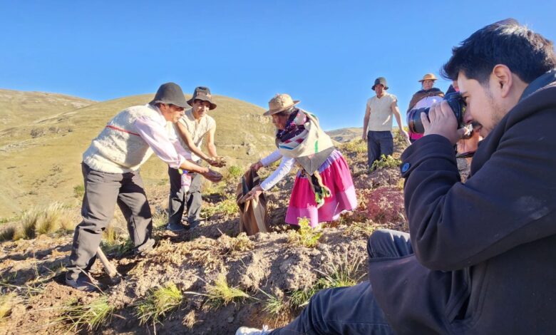 Comunidades campesinas logran recuperar 226 variedades de papa utilizando prácticas ancestrales