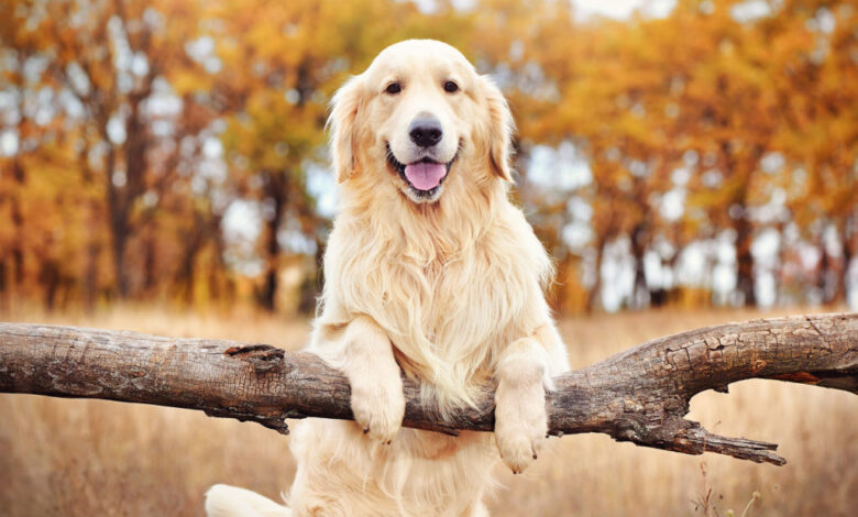 5 consejos para cuidar a tu engreído de cuatro patas