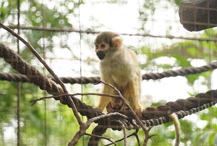 OMA: Conoce a la organización que tiene a cargo el zoológico que rescata y alberga animales silvestres