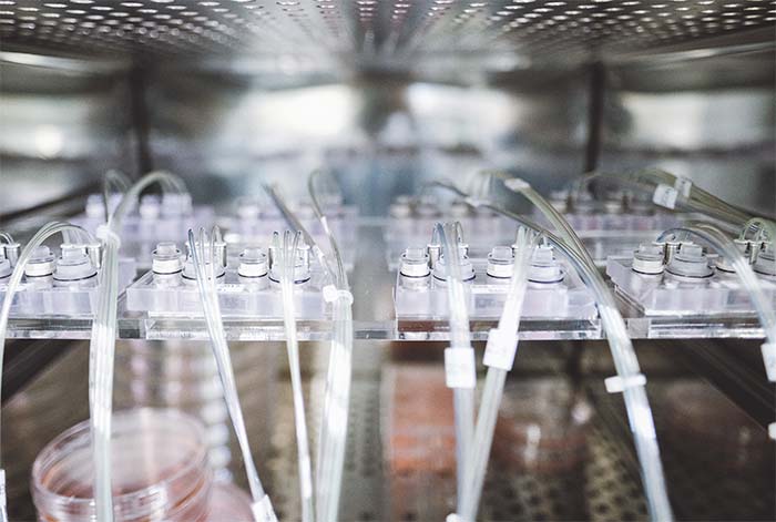 Innovación en cosméticos: cómo garantizar tu seguridad sin pruebas en animales