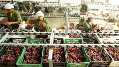 Buscan impulsar exportación de frutas frescas y congeladas a Japón
