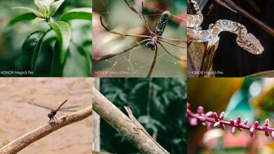 Ruta de la Magia: captura la belleza de la selva peruana con el Modo Supermacro del HONOR Magic5 Pro