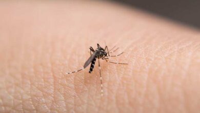 ¿Cómo evitar contraer el dengue y que se agrave la infección? Especialista comparte medidas de prevención