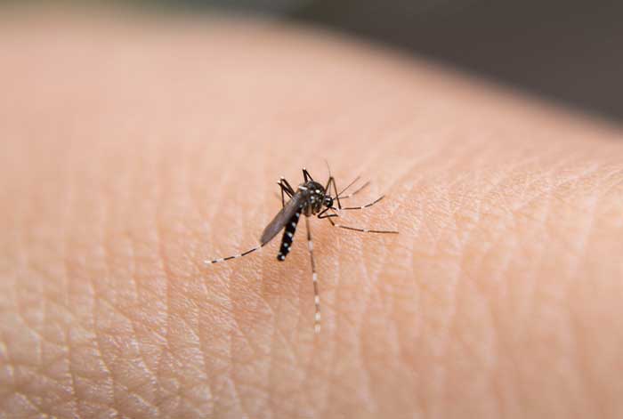 ¿Cómo evitar contraer el dengue y que se agrave la infección? Especialista comparte medidas de prevención