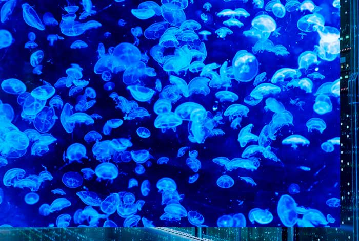 ¿conoces el impacto de la cosmética en los océanos?