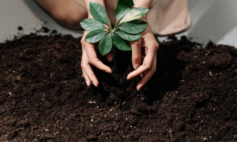 Día Mundial del Medio Ambiente: 5 consejos sostenibles para aplicar las ODS en las empresas