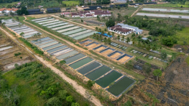 Sanipes fortalece medidas para proteger la sanidad del recurso tilapia