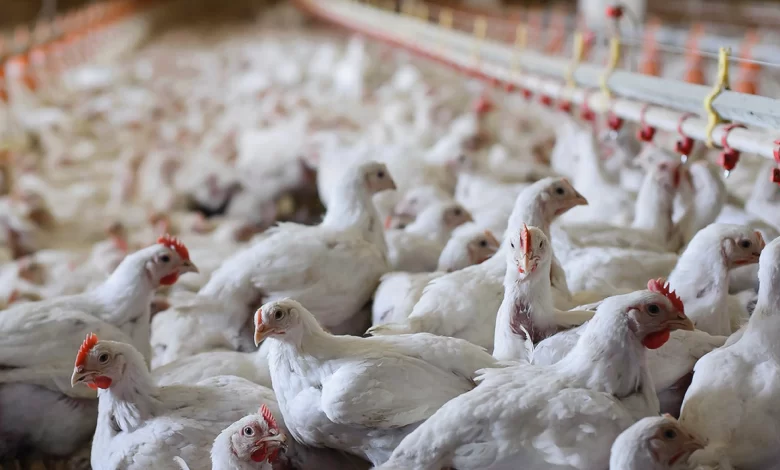 Precio del pollo en centros de acopio de Lima Metropolitana se reduce por segundo mes consecutivo