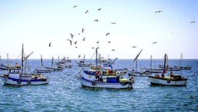 Sanipes destaca labor de miles de pescadores artesanales del país