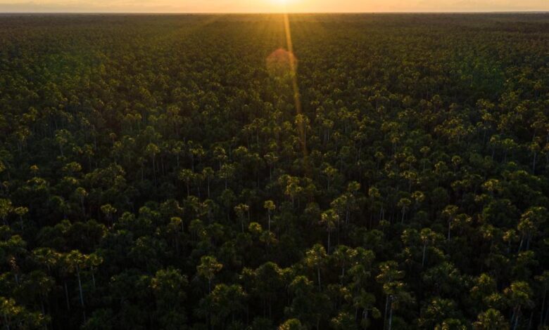 Amazonía peruana almacena la tercera reserva de carbono más grande del mundo
