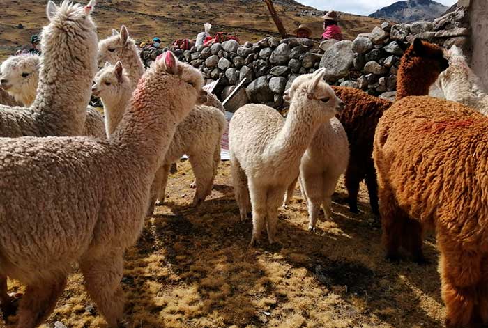 midagri: agro rural atiende a cerca de 2 millones de cabezas de ganado en 15 regiones del país
