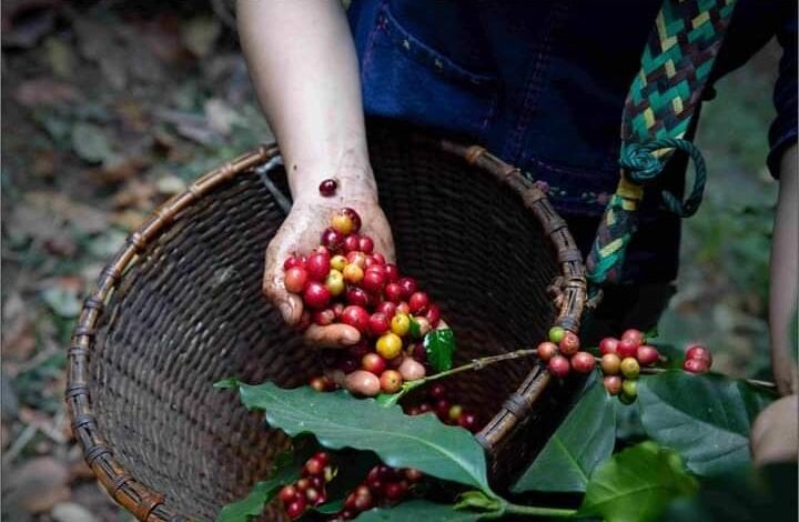 Expocafé Villa Rica, un espacio para descubrir los sabores únicos del café de especialidad y sumergirse en su cultura