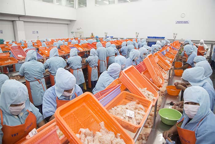 Sanipes: Langostinos peruanos de acuicultura ingresan a México