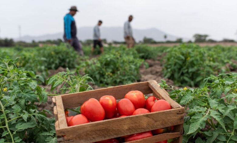 Plaga amenaza con devastar cultivos de tomate y pimiento en la costa norte, centro y sur del país