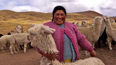 Adex busca recuperar envíos al Exterior de productos de alpaca