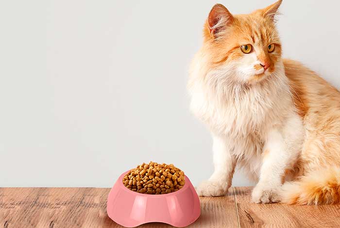 Día del Gato: 5 accesorios para consentir y mejorar la vida de nuestros felinos