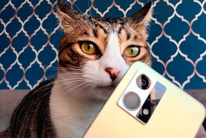 Día internacional del Gato: Las 4 mejores aplicaciones para cuidarlos en casa