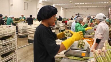 empleos generados por exportaciones cayeron -3.3%