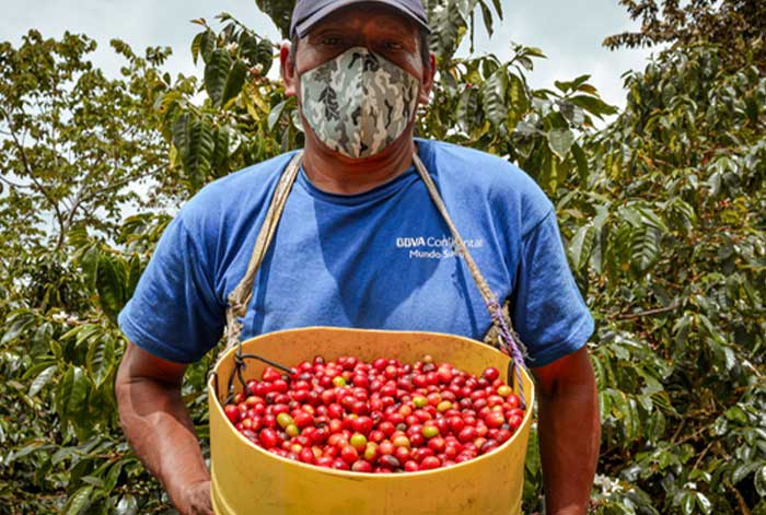 Ocho departamentos disminuyeron producción de café en junio de 2023