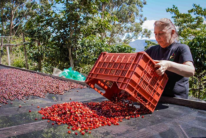 Central Café & Cacao y Universidad Agraria La Molina convierten cáscara de café en poderosa bebida antioxidante y con cafeína natural