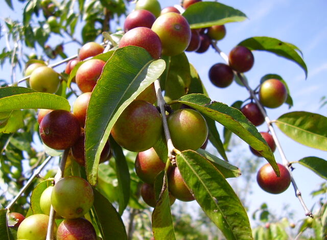 Regiones de la selva buscarán más compradores para su oferta de alimentos