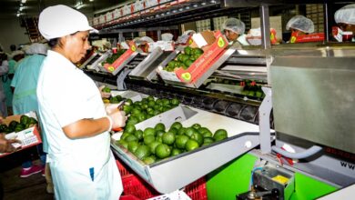  Es una región minera, pero el Gobierno Regional busca incrementar la exportación de productos del sector agro por lo que promueve la participación de sus empresas en la feria Expoalimentaria.