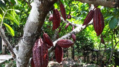 expoamazónica 2023: inacal busca mejorar la calidad, comercialización y competitividad de frutas amazónicas