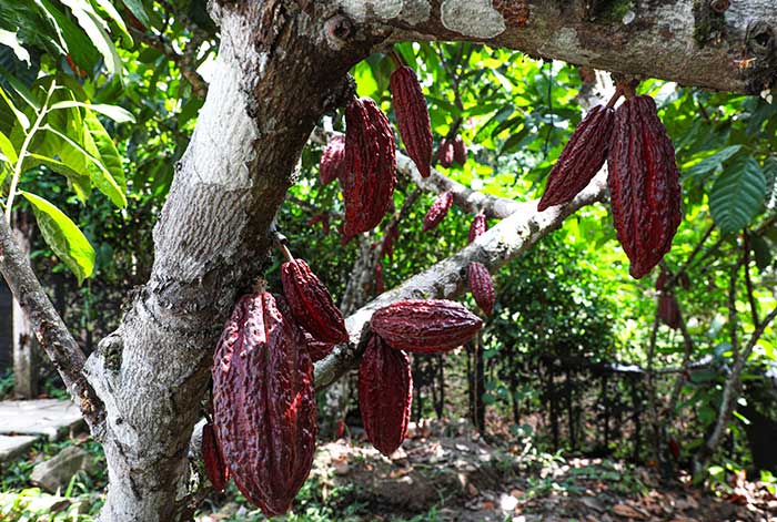 expoamazónica 2023: inacal busca mejorar la calidad, comercialización y competitividad de frutas amazónicas
