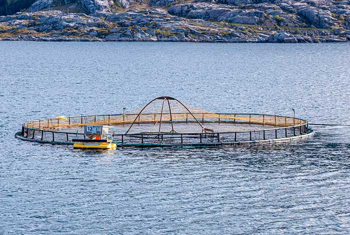 Inteligencia Artificial: el futuro para el desarrollo de la acuicultura