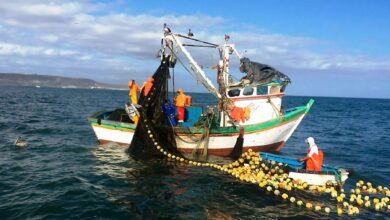 El Perú dejó de exportar US$ 1,400 millones por suspensión de la primera temporada de pesca de anchoveta