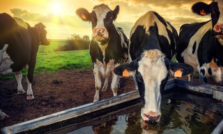 Midagri instalará 640 abrevaderos para ganado en zonas altoandinas para mitigar impacto de déficit hídrico