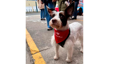 Únete a la jornada nacional de adopción más grande del Perú con Superpet:¨por más mascotas felices"