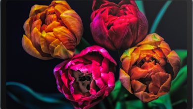HONOR Pad 8: Cinco cosas que debe de tener tu tableta para ver series en cualquier momento