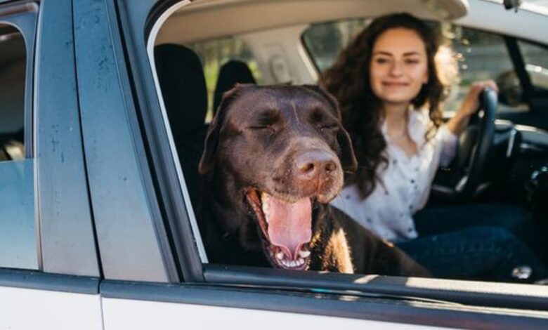 Chubb y BanBif lanzan ‘Pet Lover’, un seguro de accidentes personales que incluye asistencia para mascotas en Perú