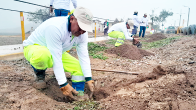 Innova Ambiental realiza jornada de arborización y contribuye con la conservación del medio ambiente
