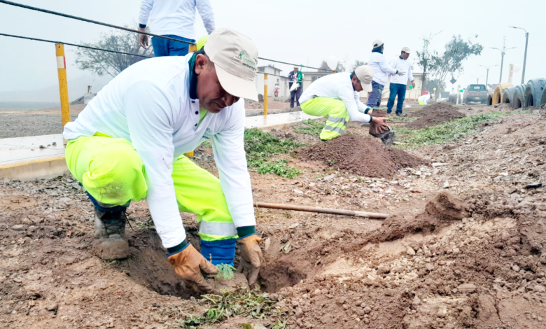 Innova Ambiental realiza jornada de arborización y contribuye con la conservación del medio ambiente