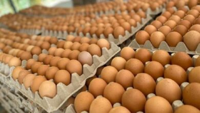 APA compartirá más de 25 mil huevos con poblaciones vulnerables del Perú