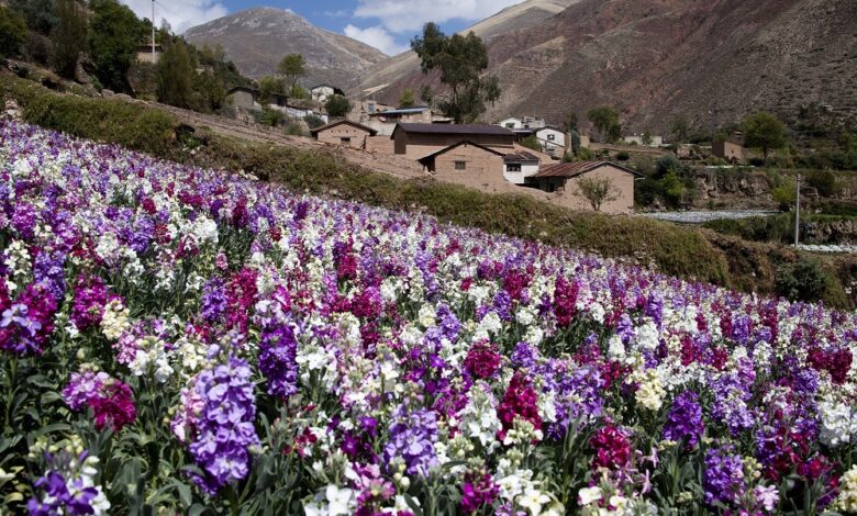La floricultura, un sector en franco crecimiento