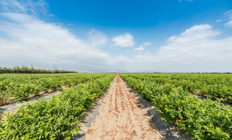 Sistemas de drenaje para plantaciones se convierten en solución ante fuertes lluvias que trae el fenómeno del Niño